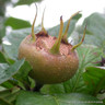 Mespilus germaica 'Nottingham' 2 year old medlar tree