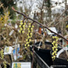 Stachyurus chin. Celina (3L)