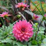 Dahlia 'Feline Yvonne' - 1 tuber