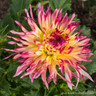 Dahlia 'Lindsay Michelle' - 1 tuber