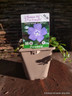 Vinca minor 'La Grave' (Periwinkle) 1ltr
