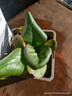 Bergenia purpurascens 1ltr pot