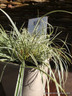 Carex oshimensis 'Everest'-3L