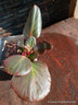 Bergenia cordifolia 'Rosi Klose'-1L