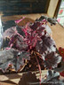 Heuchera 'Timeless Night'-1L