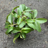 Helleborus argutifolius 1ltr pot