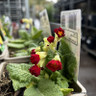 Primula veris 'Sunset Shades'-1L