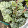 Heuchera Paris 1ltr
