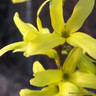 Forsythia 'Maree d'Or' 3L