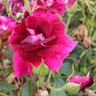 Burgundy Ice - Floribunda Rose
