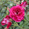 Burgundy Ice - Floribunda Rose