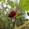 Morus alba (White Mulberry) 80-100cm (10L)