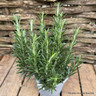 Rosmarinus  officinalis (rosemary)