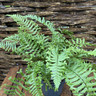 Dryopteris affinis 'Cristata the King' (Hardy fern) L