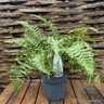 Dryopteris affinis 'Cristata the King' (Hardy fern) L