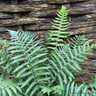 Dryopteris affinis (Fern) - L