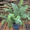Dryopteris affinis (Fern) - L