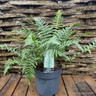Dryopteris affinis (Fern) - L