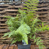 Polystichum setiferum - Hardy Fern L