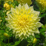 Dahlia 'Bilbao' - 1 tuber