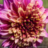 Dahlia 'Fenna Baaij' - 1 tuber