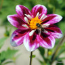 Dahlia 'Liquid Desire' - 1 tuber