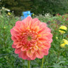Dahlia 'Rainbow Silence' - 1 tuber