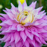 Dahlia 'Sir Alf Ramsey' - 1 tuber