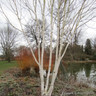 Betula utilis 'Snow Queen' BAREROOT