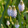 Muscari arm. 'Peppermint'
