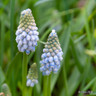 Muscari arm. 'Peppermint'