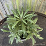 Erysimum Bowles Mauve (p12)