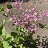 Syringa 'Bloomerang Pink Perfume' - 3ltr