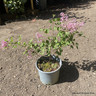 Syringa 'Bloomerang Pink Perfume' - 3ltr