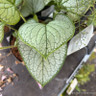 Brunnera 'Jack Frost' 2L