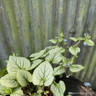 Brunnera 'Jack Frost' 2L