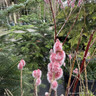 Salix gracilistyla 'Mount Aso' 80cm stem (5L)