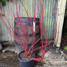 Cornus alba 'Baton Rouge' multi-stem 12L
