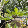 Ficus 'Ice Crystal' 12L