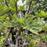 Ficus 'Ice Crystal' 12L