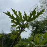 Ficus 'Ice Crystal' 12L