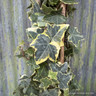 Hedera helix 'Gold Child' 3L