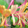 Lonicera x heckrottii 'Goldflame' 3L