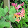 Lonicera x heckrottii 'Goldflame' 3L
