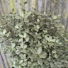 Pittosporum 'Silver Ball' 7L