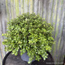 Pittosporum tenuifolium 'Golden Ball' 7L