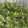 Pittosporum tenuifolium 'Golden Ball' 7L