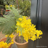 Acacia mimosa cone 70cm