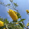 Cytisus 'Battandieri' (Moroccan/Pineapple Broom) 175-200cm  tripod(20L)