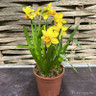 Narcissi 'Jetfire' (1L)